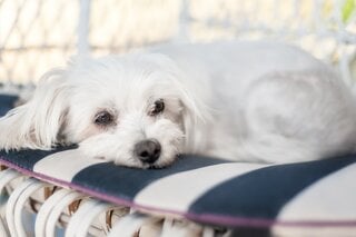 Pet: Descubra qual raça de cachorro combina mais com o seu signo