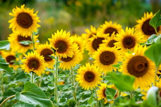 Horóscopo: Descubra a flor do mês do seu aniversário e veja o que ela simboliza