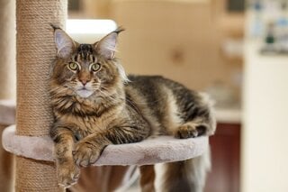 Na Cidade: Exposição de Gatos do Clube Brasileiro do Gato – CBG