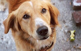 Quatro Vidas de Um Cão