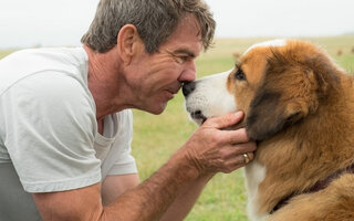 Quatro Vidas de um Cachorro