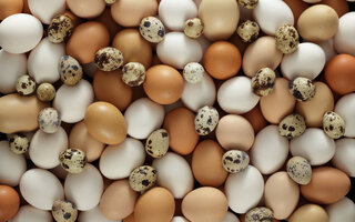 “Ovos causam problemas cardíacos”