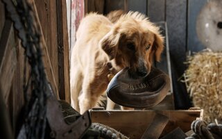 Quatro Vidas de Um Cachorro (2017)