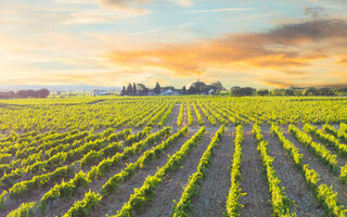 Chateauneuf-du-Pape, França