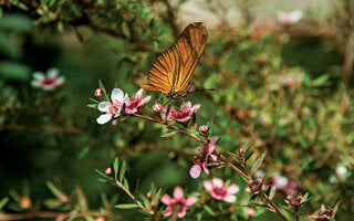 PASSEAR PELO HORTO FLORESTAL