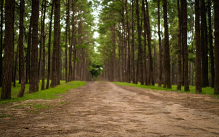 ENTRAR EM CONTATO COM A NATUREZA E FAZER TRILHA NO NÚCLEO PEDRA GRANDE, NO PARQUE ESTADUAL DA CANTARERIA