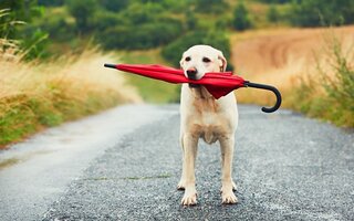 GUARDA CHUVA PARA CACHORROS