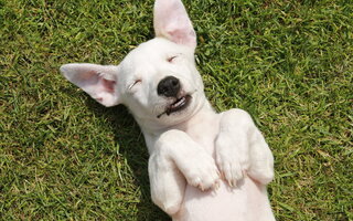 LEÃO: CACHORRO