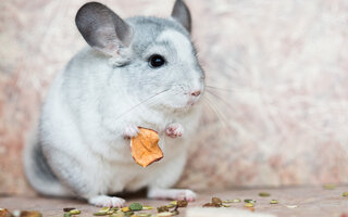 PEIXES: CHINCHILLA