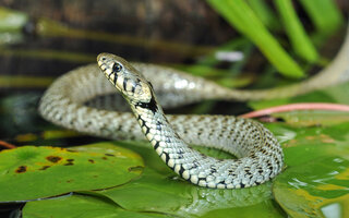 ESCORPIÃO: COBRA