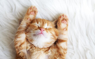 LIBRA: GATO