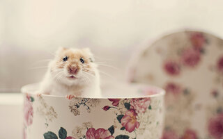 VIRGEM: HAMSTER
