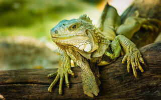 CAPRICÓRNIO: IGUANA