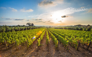 ROTA DO VINHO NA SERRA GAÚCHA