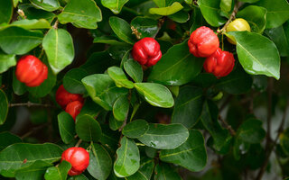 Acerola