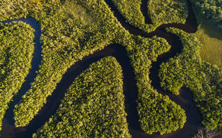 FLORESTA AMAZÔNIA