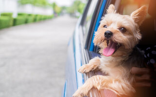 TÁXI 24 HORAS PARA CÃES E GATOS