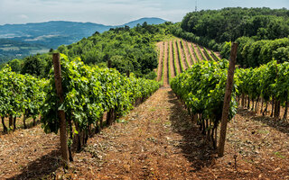 VALE DOS VINHEDOS (RIO GRANDE DO SUL)