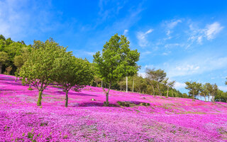 PARQUE TAKINOUE