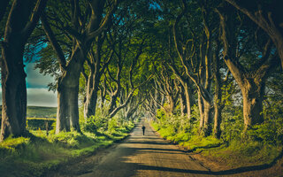 The Dark Hedges |Ballymoney, Irlanda do Norte