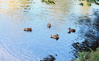 PARQUE DO LAGO FRANCISCO RIZZO