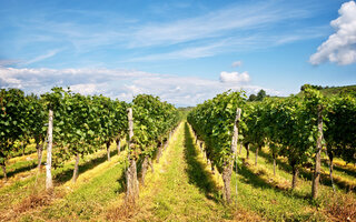 ROTEIRO DO VINHO EM SÃO ROQUE