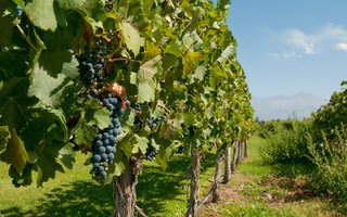 Mendoza, Argentina