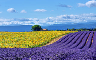 Compos de Lavanda em Provença | França