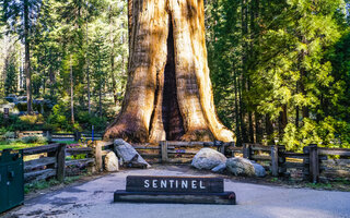 PARQUE NACIONAL SEQUOIA