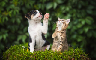 Amor aos Animais