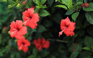 Hibisco