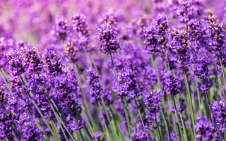 Lavanda