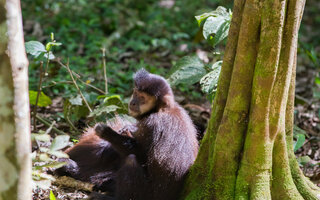 Mata Atlântica – Reservas do Sudeste | Patrimônio Natural Inscrito em 1999