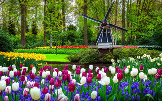 Keukenhof | Lisse, Holanda