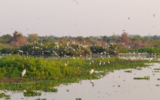 Pantanal, Brasil | América do Sul