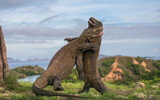 Parque Nacional de Komodo, Indonésia | Ásia