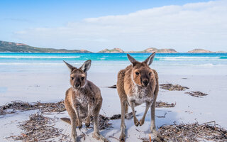 Ilha Kagaroo, Austrália | Oceania