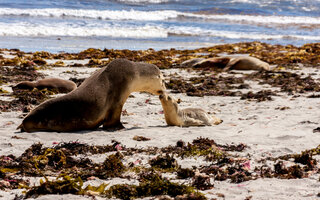 Ilha Kangaroo | Austrália