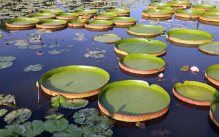 Jardim Botânico de Manaus Adolpho Ducke