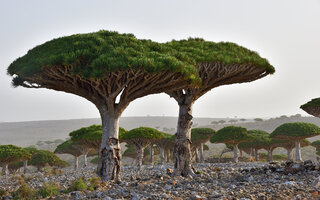 Socotra | Iêmen