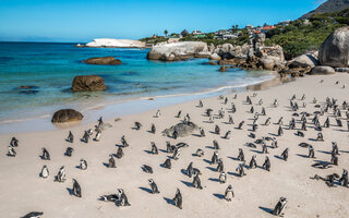 Tome sol com vacas e pinguins