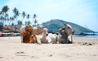 Agonda, Goa | Índia