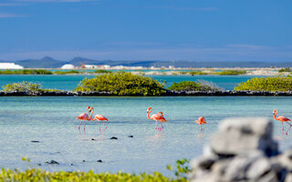 KRALENDIJK, ILHA BONAIRE