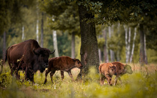 Białowieża