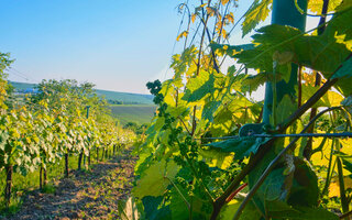 VALE DOS VINHEDOS (RIO GRANDE DO SUL)