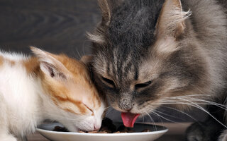 Ração caseira para gatos