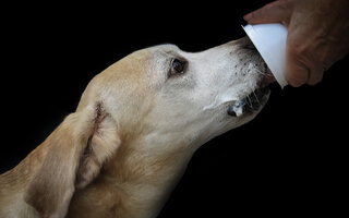Frozen yogurt