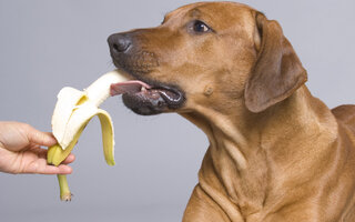 Chips de banana