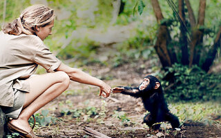 Jane -  A Mãe dos Chimpanzés