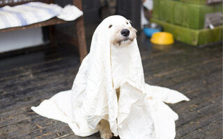 Halloween: 10 tutores e seus pets com fantasias combinando, Comportamento